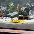 Super Yellow backstripe (gele garnalen) 🦐, Kreeft, Krab of Garnaal