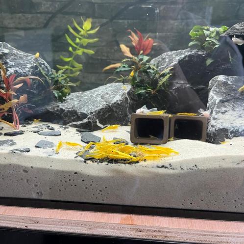 Super Yellow backstripe (gele garnalen) 🦐, Dieren en Toebehoren, Vissen | Aquariumvissen, Kreeft, Krab of Garnaal