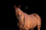 Brave, knappe 13 jarige ruin (rec/dressuur), Dieren en Toebehoren, Paarden, B, 11 jaar of ouder, Gechipt, Ruin