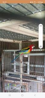 Goudmantel rosella, Dieren en Toebehoren, Vogels | Parkieten en Papegaaien, Mannelijk, Parkiet