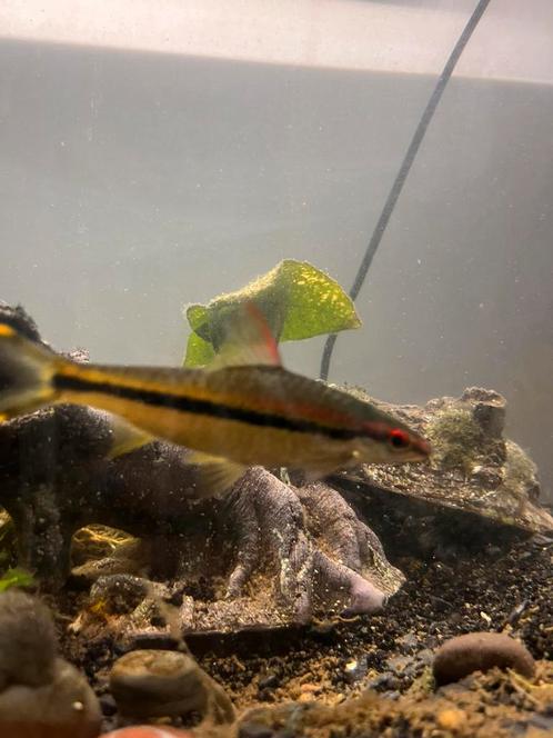 Roodlijnbarbeel - 10 cm, Dieren en Toebehoren, Vissen | Aquariumvissen, Vis