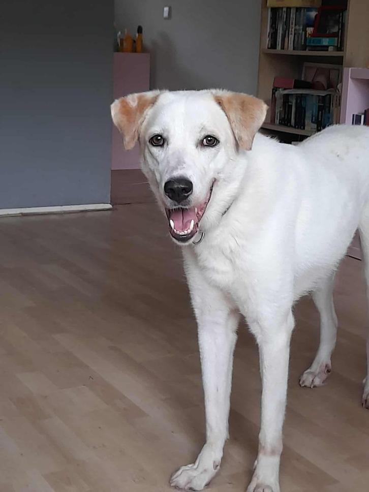 Chiona - een verlegen meisje met een prachtkarakter, Dieren en Toebehoren, Honden | Niet-rashonden, Groot, Teef, Particulier, Eén hond