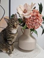 Lieve poes zoekt nieuw baasje, Dieren en Toebehoren, Katten en Kittens | Overige Katten, Poes, Kortharig, 3 tot 5 jaar