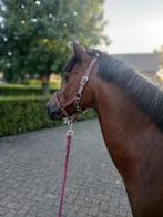 Mooie Welsh C Pony, Ruin, Minder dan 160 cm, Ontwormd, 11 jaar of ouder