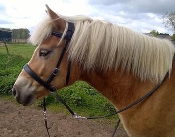 Bitloos hoofdstel - in nieuwstaat beschikbaar voor biedingen