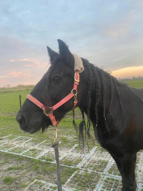 Lieve grote Fell Pony, Dieren en Toebehoren, Paarden, Merrie, Recreatiepaard