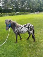 Appaloosa Nas jaarlingen, Dieren en Toebehoren, Pony's, 0 tot 2 jaar, A pony (tot 1.17m), Meerdere dieren, Recreatiepony
