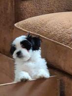 Hele lieve sociale boomer pups, Overige rassen, 8 tot 15 weken, CDV (hondenziekte), Meerdere