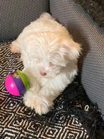 Maltipoo puppy’s, Overige rassen, CDV (hondenziekte), 8 tot 15 weken, Meerdere