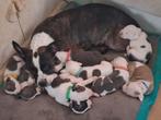 Amerikaanse stafford/amerikaanse bulldog pups, Dieren en Toebehoren, Honden | Bulldogs, Pinschers en Molossers, 8 tot 15 weken