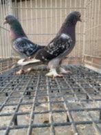 Takla duiven..............., Dieren en Toebehoren, Vogels | Duiven, Meerdere dieren, Tuimelaar of Roller