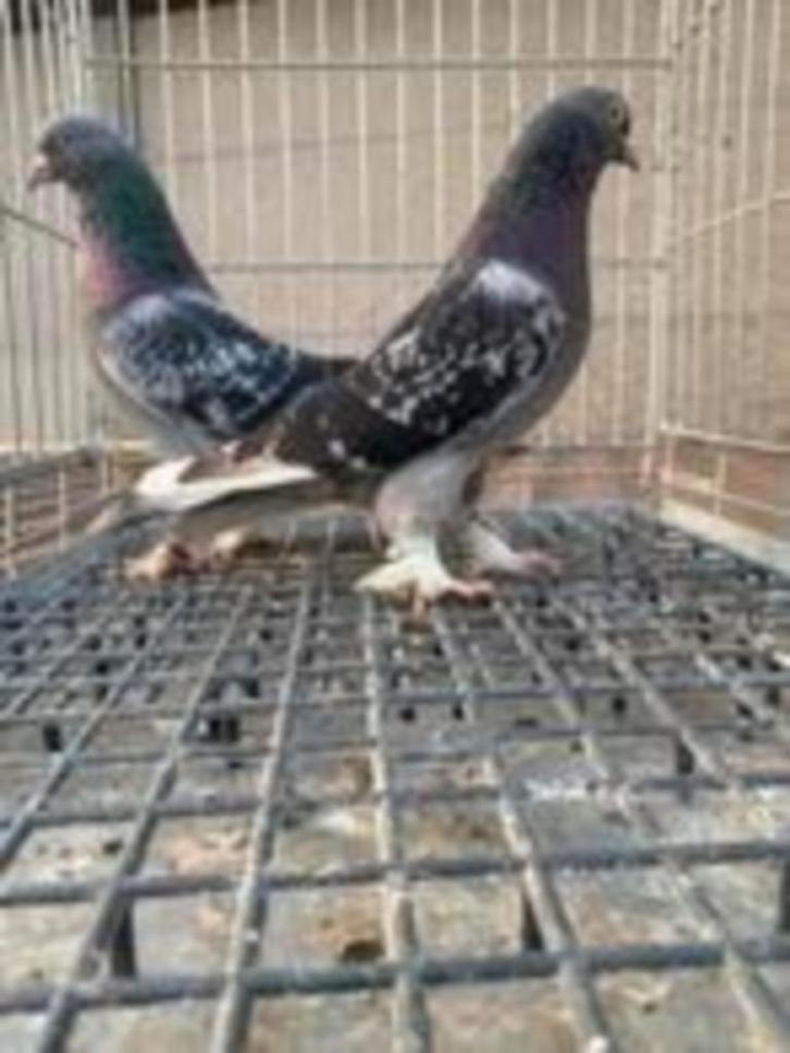 Takla duiven..............., Dieren en Toebehoren, Vogels | Duiven, Tuimelaar of Roller, Meerdere dieren