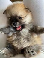 Klein Hondenhartje Zoekt een Liefdevol Thuis!, Dieren en Toebehoren, Honden | Niet-rashonden, 8 tot 15 weken, Teef, Eén hond, Klein