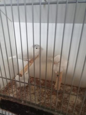 3 koppels witte kanaries  beschikbaar voor biedingen