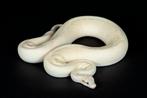 0.1 Butter Calico Pastel Pinstripe ball python, Dieren en Toebehoren, Reptielen en Amfibieën, Slang, 3 tot 6 jaar