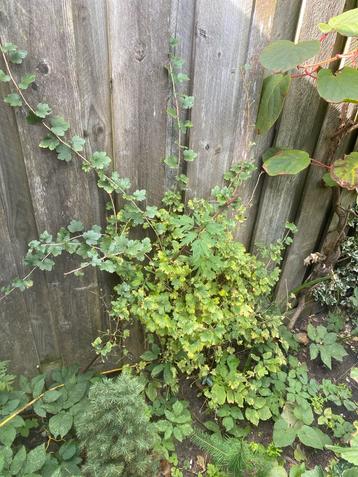 Jonge Bessenstruik voor de Tuin beschikbaar voor biedingen