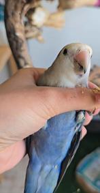 Tamme agapornis, Dieren en Toebehoren, Vogels | Parkieten en Papegaaien, Geslacht onbekend, Dwergpapegaai of Agapornis, Tam