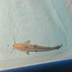 Arowana hybride meerval snakehead