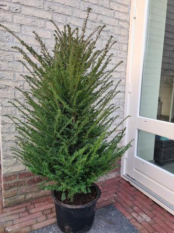 Taxus Baccata haagplanten 100-120 cm