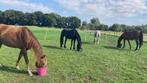 Paarden stalling weiland Natuurstalling  weidegang, Dieren en Toebehoren, Stalling en Weidegang, Weidegang, 2 of 3 paarden of pony's