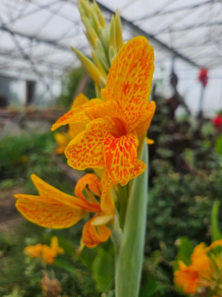 Onbespoten Cannaceae Biologische Canna's, Ophalen, Volle zon, Knol