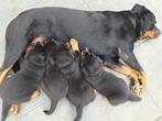 Rottweiler pup teefje, Dieren en Toebehoren, CDV (hondenziekte), 8 tot 15 weken, Teef, Eén hond