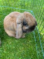 Lieve, tamme dwergkonijn 1 jaar oud, Dieren en Toebehoren, Mannelijk, Dwerg