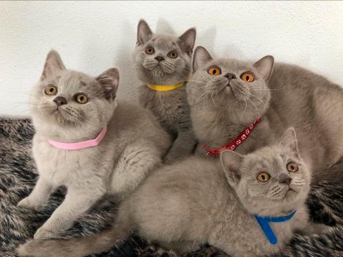 Britse Brits korthaar kittens, Dieren en Toebehoren, Katten en Kittens | Raskatten | Korthaar, Meerdere dieren, 0 tot 2 jaar, Ontwormd