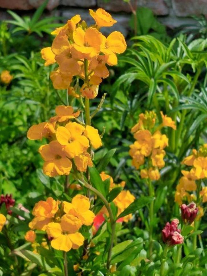 zaden Erysimum cheiri Cloth of Gold, Tuin en Terras, Bloembollen en Zaden, Zaad, Voorjaar, Halfschaduw, Verzenden