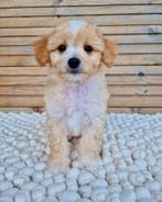 Prachtige boomer x pomeriaan pups, Dieren en Toebehoren, Nederland, CDV (hondenziekte), 8 tot 15 weken, Meerdere
