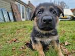 Topkwaliteit Duitse Herder Pups, Dieren en Toebehoren, Reu, 8 tot 15 weken, Parvo, Meerdere