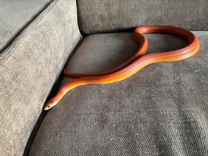 Korenslang, Dieren en Toebehoren, Reptielen en Amfibieën, Slang, 3 tot 6 jaar, Met terrarium