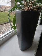 Zaagcactus in pot, pot 30 cm hoog, Minder dan 100 cm, Groene kamerplant, Halfschaduw, Ophalen of Verzenden