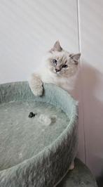 Twee prachtige katertjes – lief en sociaal‍, Dieren en Toebehoren, Katten en Kittens | Raskatten | Langhaar, Kater, Ontwormd