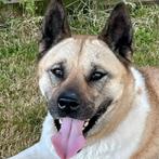 Akita Nikki, Dieren en Toebehoren, Honden | Poolhonden, Keeshonden en Oertypen, 6 jaar of ouder, Teef, Poolhond, Eén hond