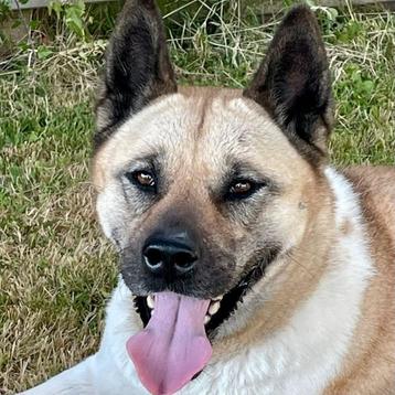 Akita Nikki beschikbaar voor biedingen