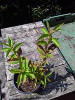 Weigela bristol ruby in literpot rood bloemen nu 2.5€, Tuin en Terras, Planten | Tuinplanten, Ophalen, Overige soorten, Volle zon