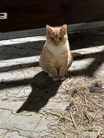 Boerderij katten te koop, Dieren en Toebehoren, Katten en Kittens | Overige Katten, Meerdere dieren, Kortharig, 0 tot 2 jaar