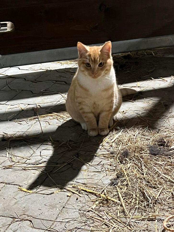 Boerderij katten te koop, Dieren en Toebehoren, Katten en Kittens | Overige Katten, Kortharig, Meerdere dieren, 0 tot 2 jaar