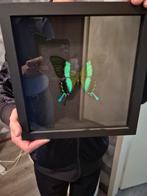 Opgezette vlinder, Huis en Inrichting, Ophalen of Verzenden, Minder dan 50 cm, Schilderij, Minder dan 50 cm