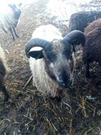 Shetlandschaap ram Shetland schaap, Mannelijk, Schaap