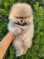 Pomeriaan puppy, Particulier, 15 weken tot 1 jaar, Reu, Buitenland