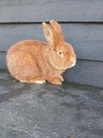 Mooie rode nieuw zeelander ram, Dieren en Toebehoren, Knaagdieren en Konijnen | Hokken en Kooien, 110 cm of meer, Nieuw, Ren, Ophalen