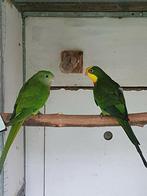 Barraband split cinnamon en Grijsgroen, Dieren en Toebehoren, Vogels | Parkieten en Papegaaien, Mannelijk, Parkiet, Geringd