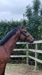 Te koop dressuurpaard, Dieren en Toebehoren, Hengst, Onbeleerd, Dressuurpaard, 3 tot 6 jaar