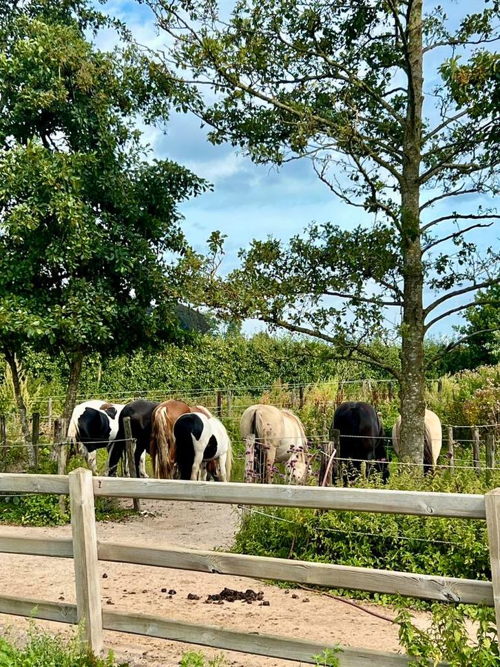 Paddock paradise aangeboden, Dieren en Toebehoren, Stalling en Weidegang, Stalling, Weidegang, 1 paard of pony