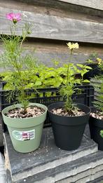 Cosmea in de pot, Ophalen, Zomer, Overige soorten, Volle zon
