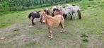 Kleine Shetlanders / jaarlingen te koop : merries, Meerdere dieren, Niet van toepassing, A pony (tot 1.17m), Recreatiepony