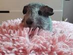 Lief cavia beertje zoekt een goed huisje, Cavia, Mannelijk, Juli, Tam