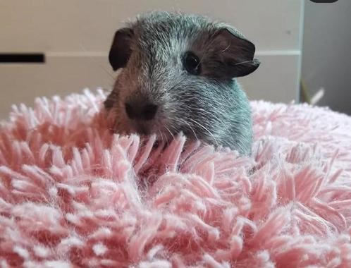 Lief cavia beertje zoekt een goed huisje, Dieren en Toebehoren, Knaagdieren, Mannelijk, Cavia, Juli, Tam